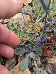 Turritis laxa, photograph (c) Marios Thoma, some rights reserved (CC BY)