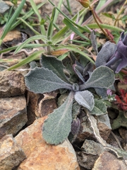 Turritis laxa, photograph (c) Marios Thoma, some rights reserved (CC BY)