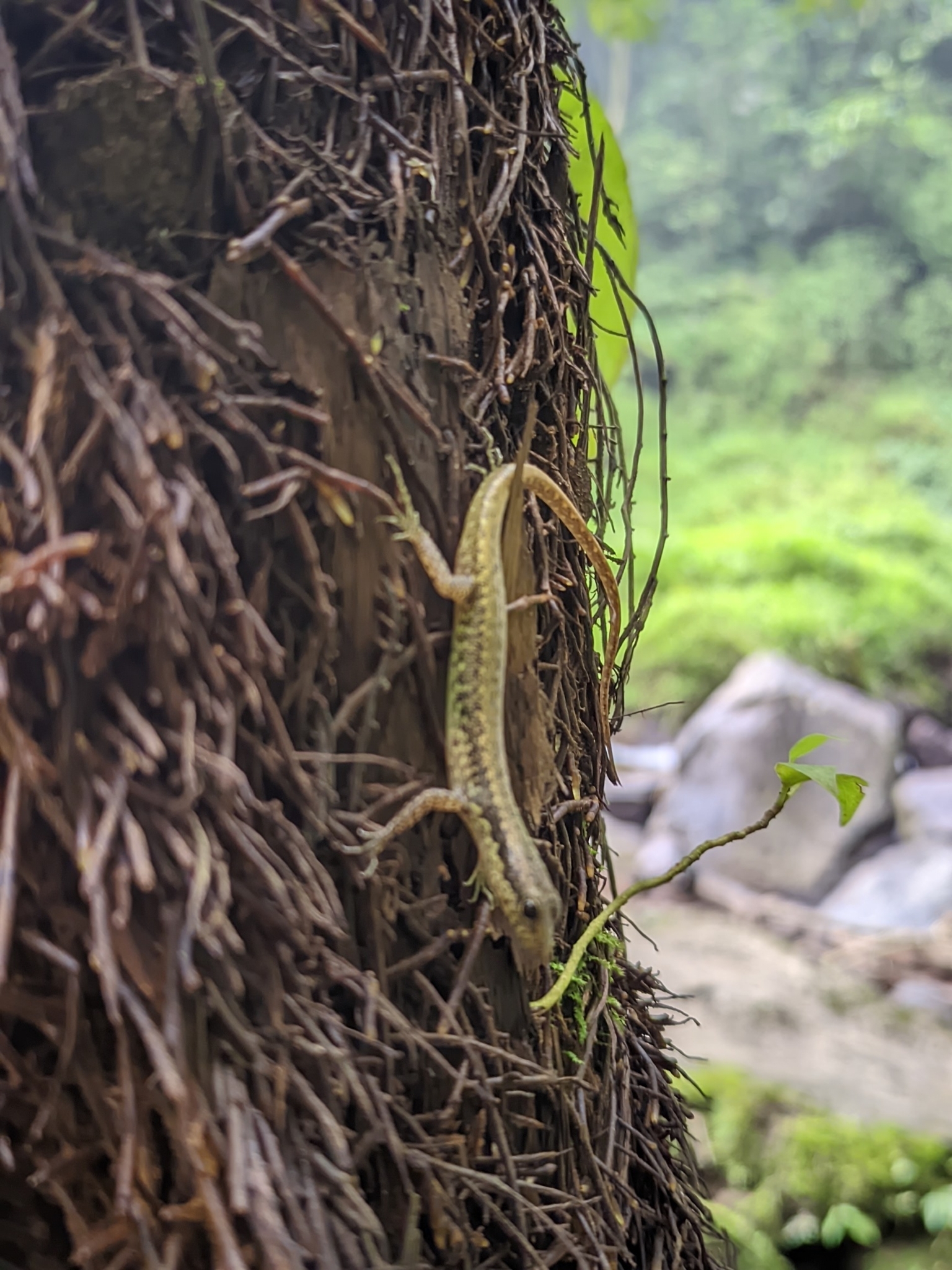 Java Black-Spotted Forest Skink photo 8