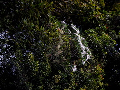 Brachyglottis kirkii