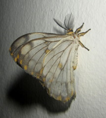 Pseudaphelia apollinaris