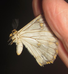 Pseudaphelia apollinaris