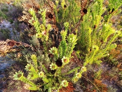 Leucadendron elimense elimense