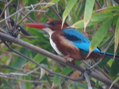 Halcyon smyrnensis