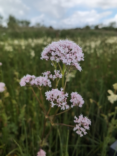 Valeriana officinalis