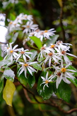 Brachyglottis kirkii