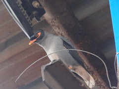 Acridotheres ginginianus