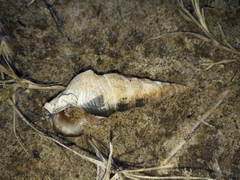 Pyrazus ebeninus