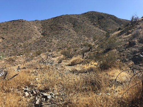 iNaturalist observation photo of Desert Bighorn Sheep