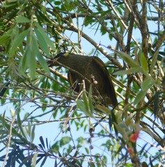 Meliphaga