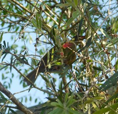 Meliphaga
