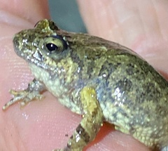 Crinia pseudinsignifera