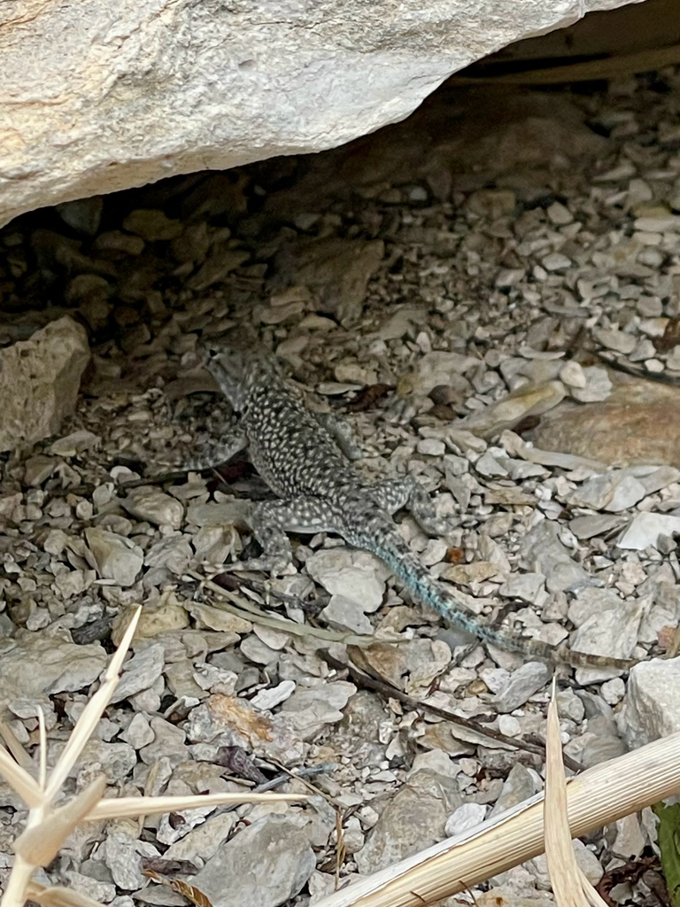 Merriam's Canyon Lizard