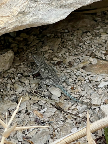 Merriam's Canyon Lizard
