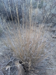 Pseudoroegneria spicata