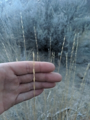 Pseudoroegneria spicata