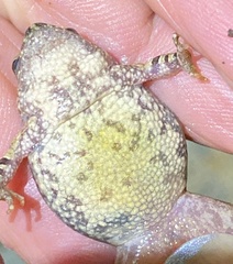 Crinia pseudinsignifera