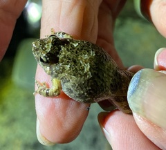 Crinia pseudinsignifera