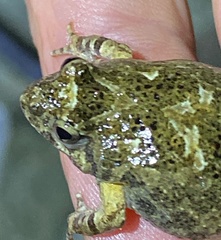 Crinia pseudinsignifera