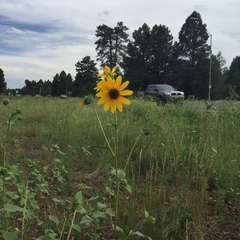 Helianthus annuus
