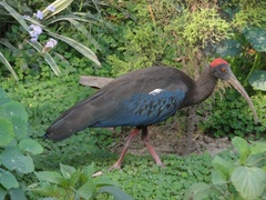 Pseudibis papillosa