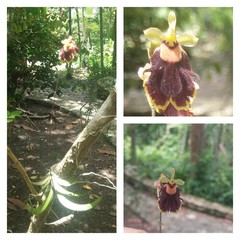 Tolumnia henekenii