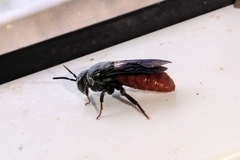 Euaspis