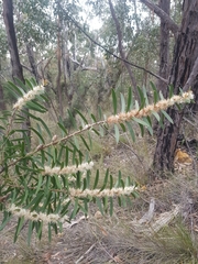 Hakea repullulans