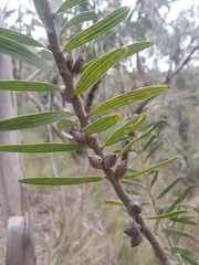 Hakea repullulans