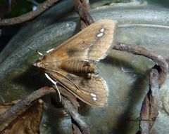 Diaphania fumosalis