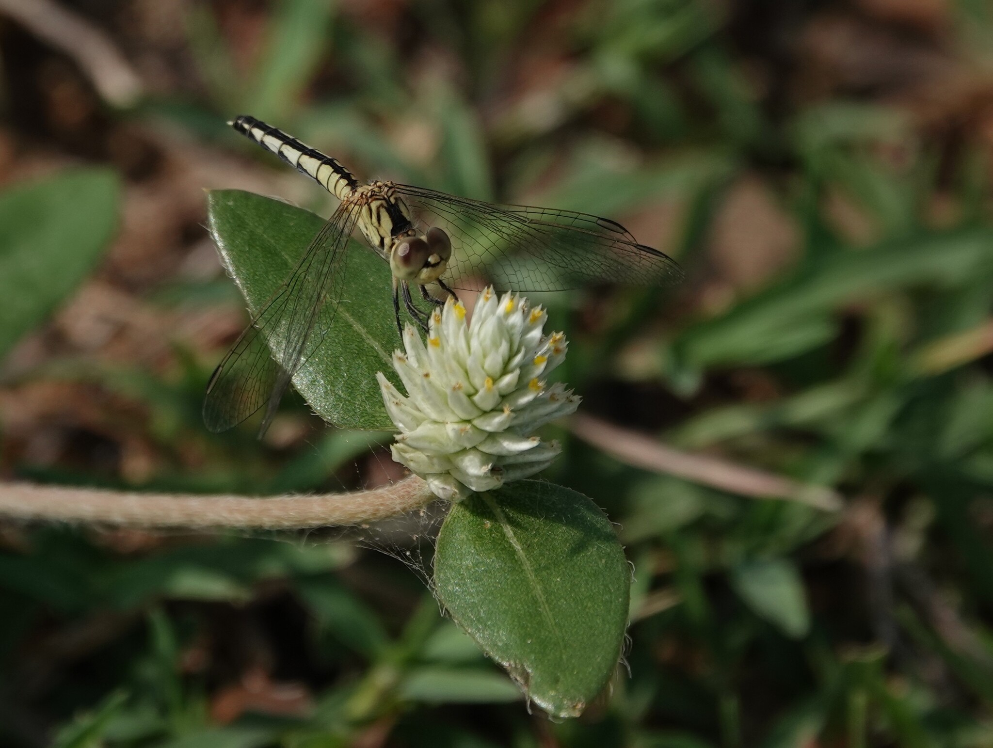Black-Tipped Percher