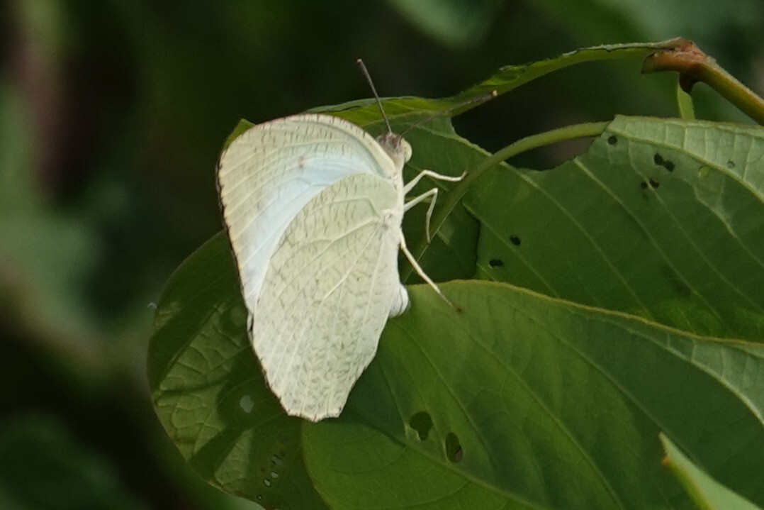 Mottled Emigrant