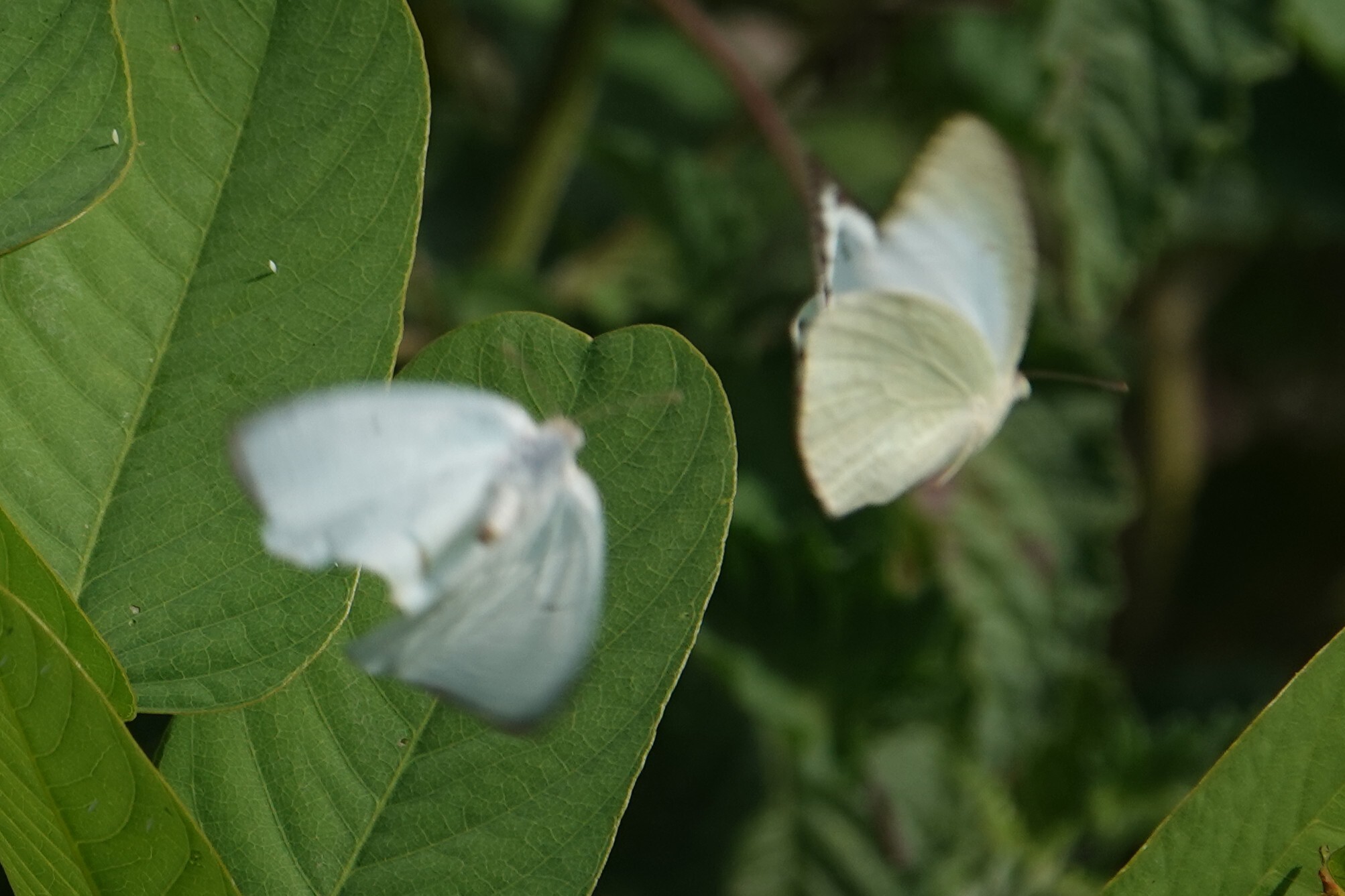 Mottled Emigrant