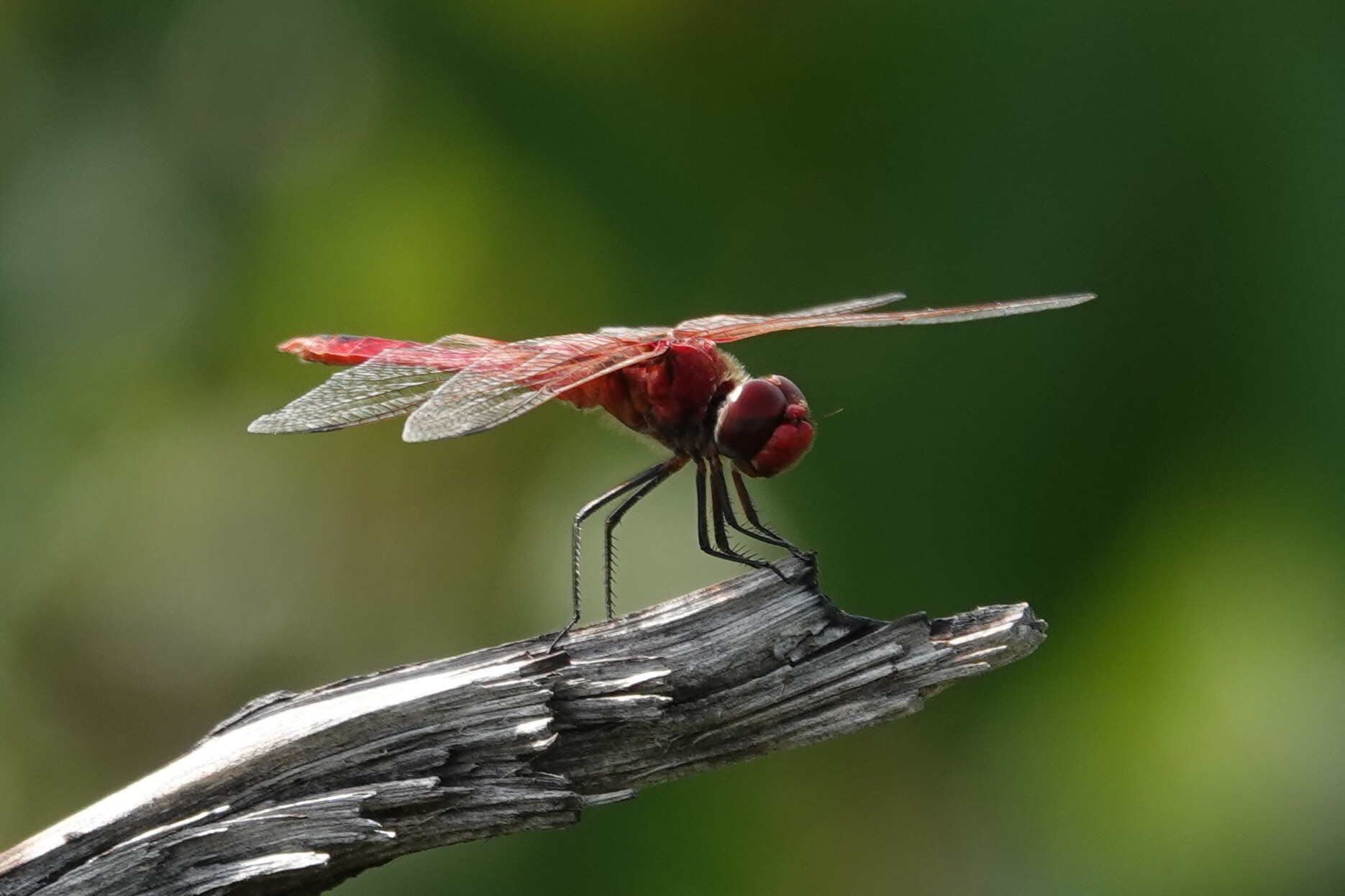 Greater Crimson Glider