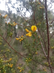 Pultenaea mollis