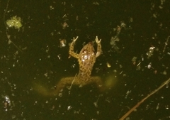 Hoplobatrachus chinensis