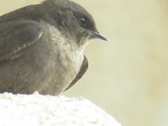 Ptyonoprogne concolor