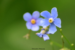 Hackelia uncinata