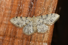 Idaea contiguaria