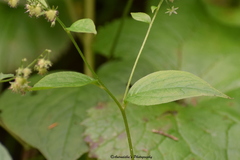 Hackelia uncinata