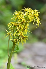 Ligularia jacquemontiana
