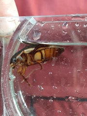 Dytiscus dimidiatus
