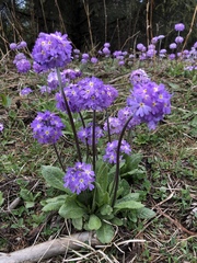 Primula denticulata