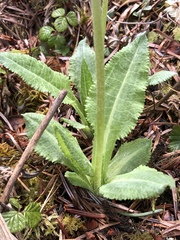 Primula griffithii