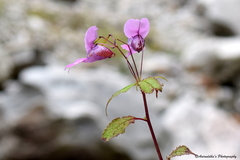 Impatiens sulcata