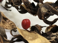 Adenanthera microsperma