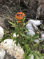 Euphorbia griffithii