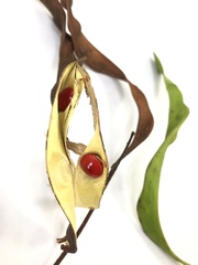 Adenanthera microsperma