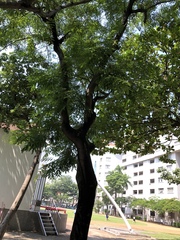 Adenanthera microsperma