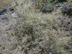 Artemisia daghestanica